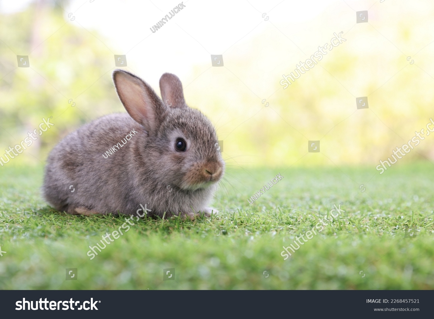 healthy Lovely bunny easter fluffy brown rabbits, cute baby rabbit on green garden nature background. The Easter brown hares. Close - up of a rabbit. Symbol of easter festival animal. #2268457521