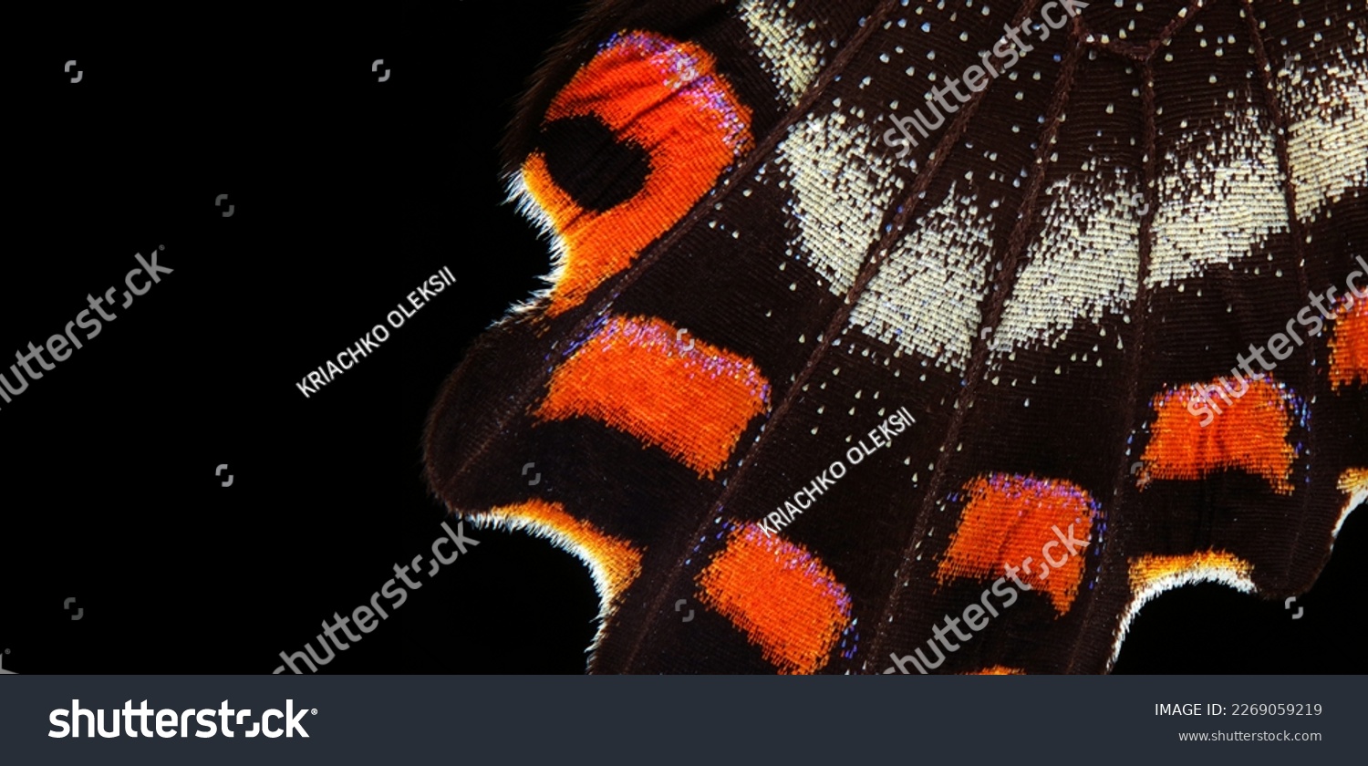 colorful tropical butterfly wing on black, close-up. butterfly wing macro photography #2269059219