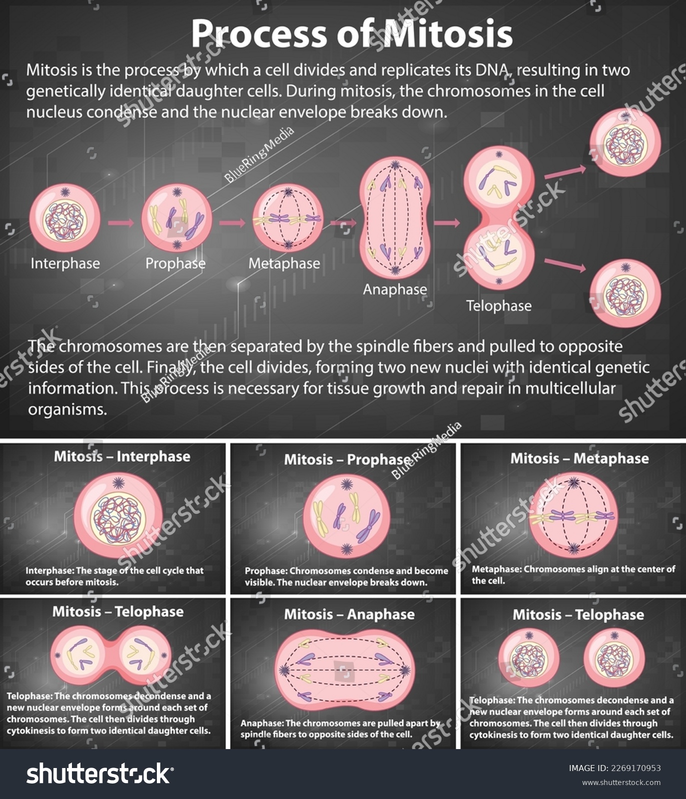 Process Of Mitosis Phases With Explanations - Royalty Free Stock Vector ...