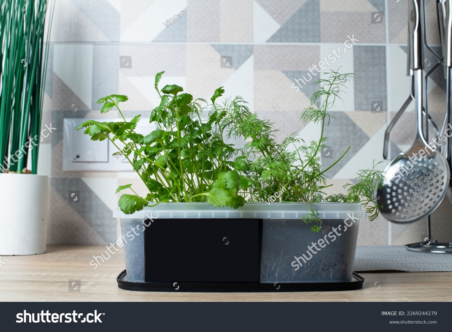 parsley and dill growing in a pot. grow seedlings at home. garden in the apartment #2269244279