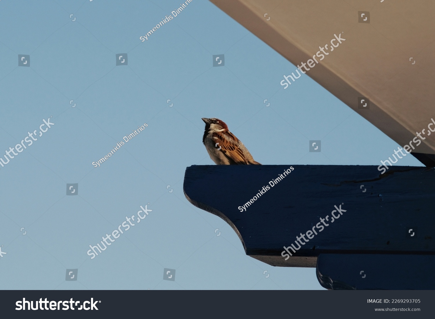 View of a single sparrow sitting on a roof


 #2269293705