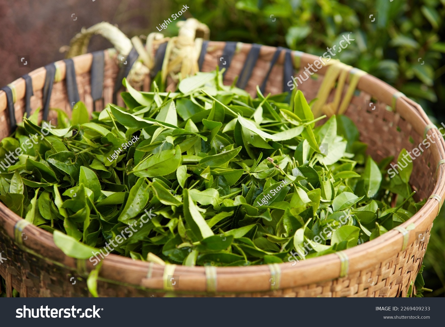 A lot of green tea leaves arranged in a bamboo basket. For product promotions extracted from green tea leaves #2269409233