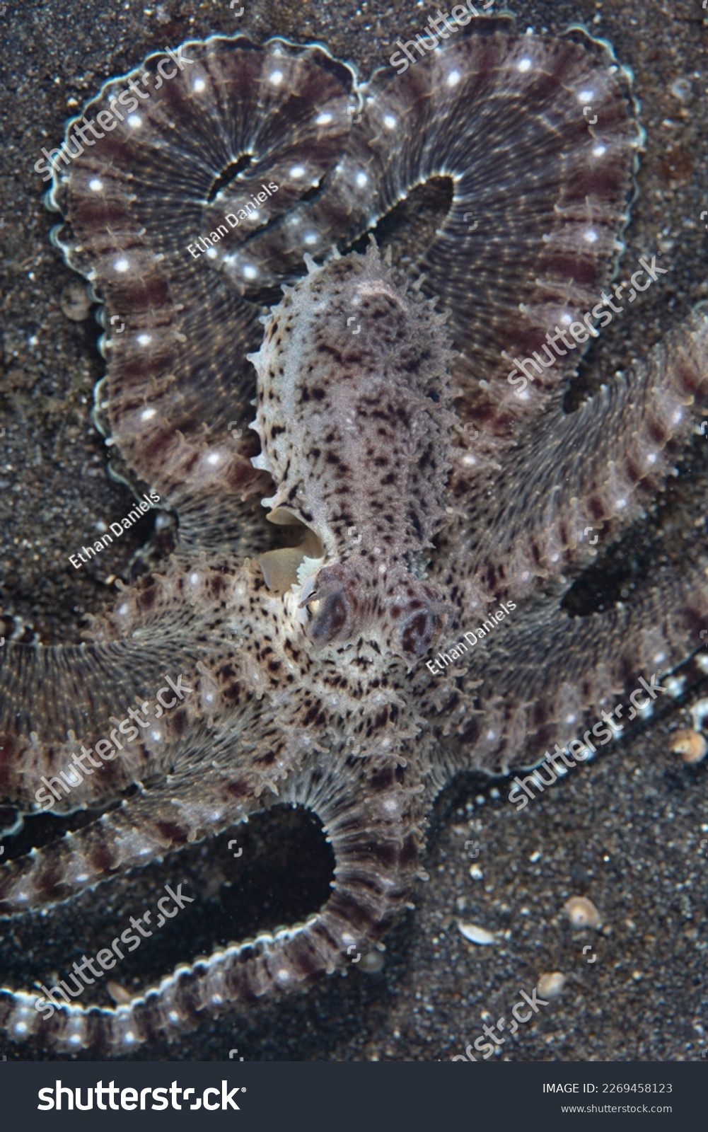 A Mimic octopus, Thaumoctopus mimicus, crawls across the black sand seafloor of Lembeh Strait, Indonesia. This unusual cephalopod species can impersonate a variety of other marine animals. #2269458123