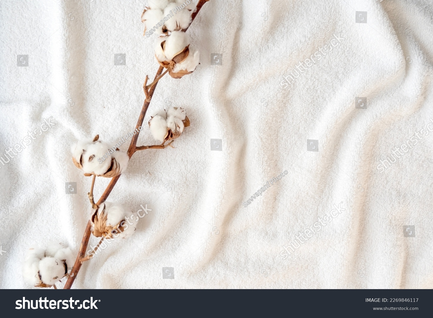 Dried branch of cotton plant with flowers on soft white elegance towel, space for text #2269846117