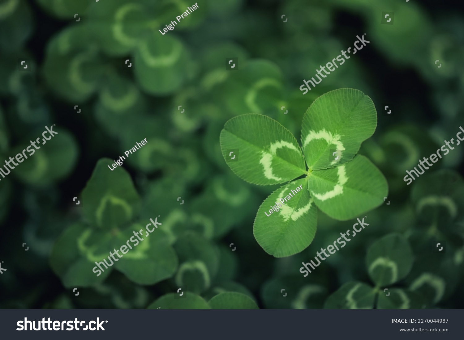 Unique find of a rare lucky four leaf clover in a field of clovers. For St Patrick's Day or symbolizing luck, fortune, and prosperity. #2270044987