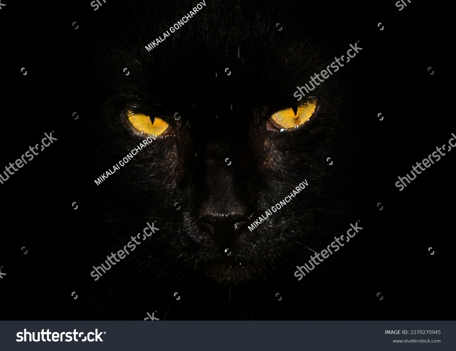 Black cat on a black background with bright yellow eyes #2270270945