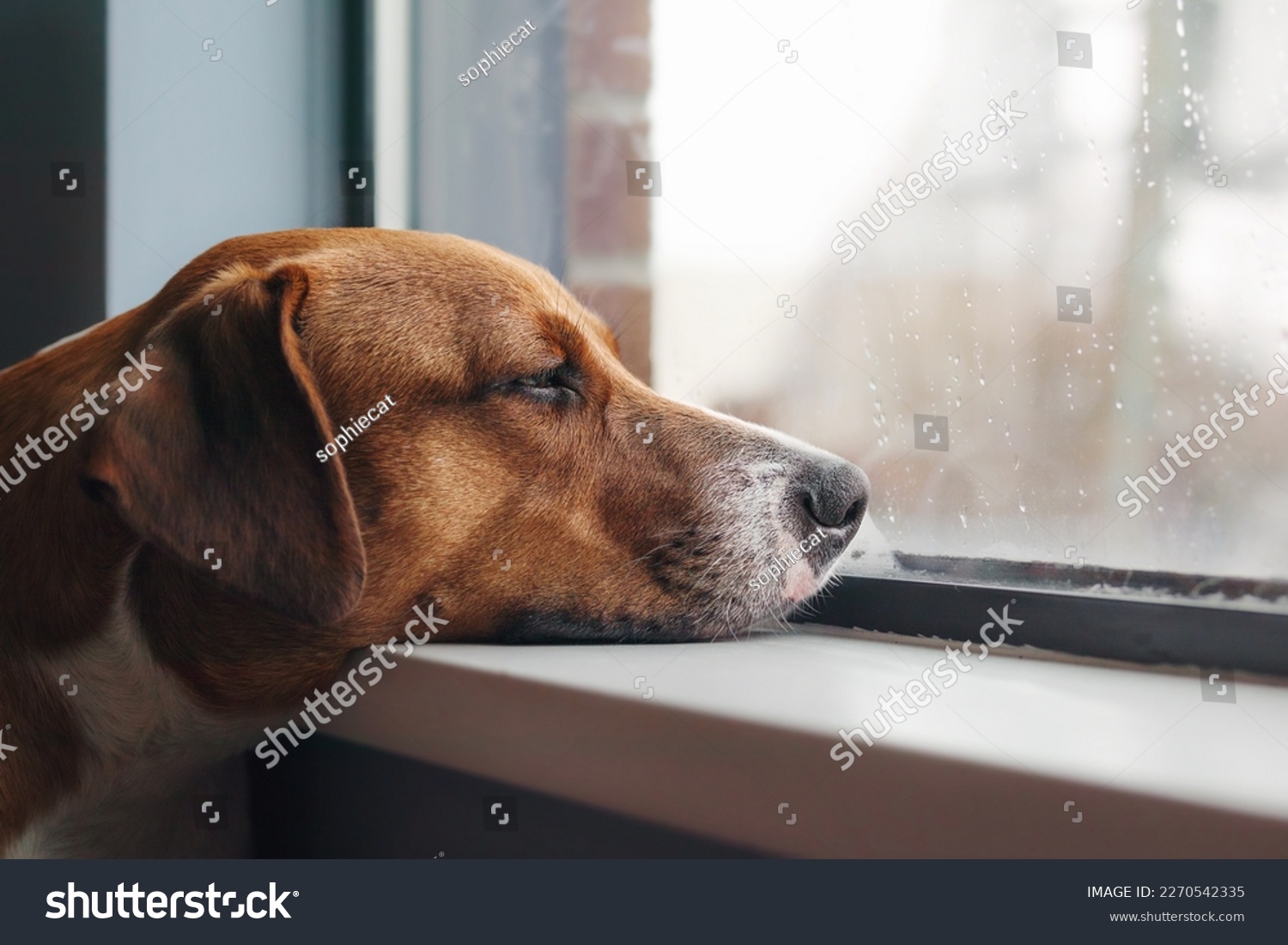 Bored dog with head on window sill while looking at the rain outside. Side view of brown puppy dog resting or waiting with elevated head position. 1 year old female Harrier mix dog. Selective focus. #2270542335