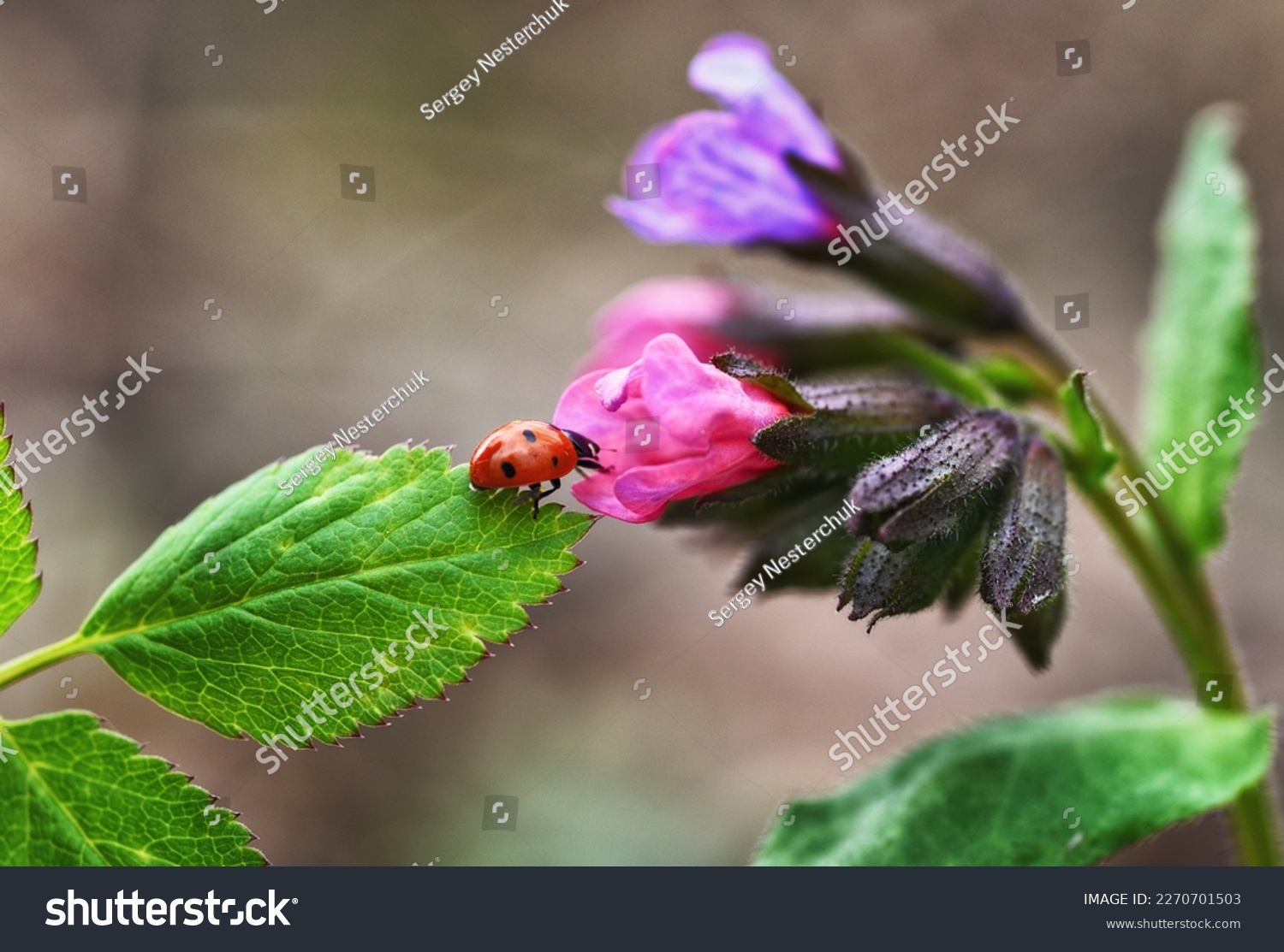 Macro photo of a ladybug on a flower. Spring nature #2270701503