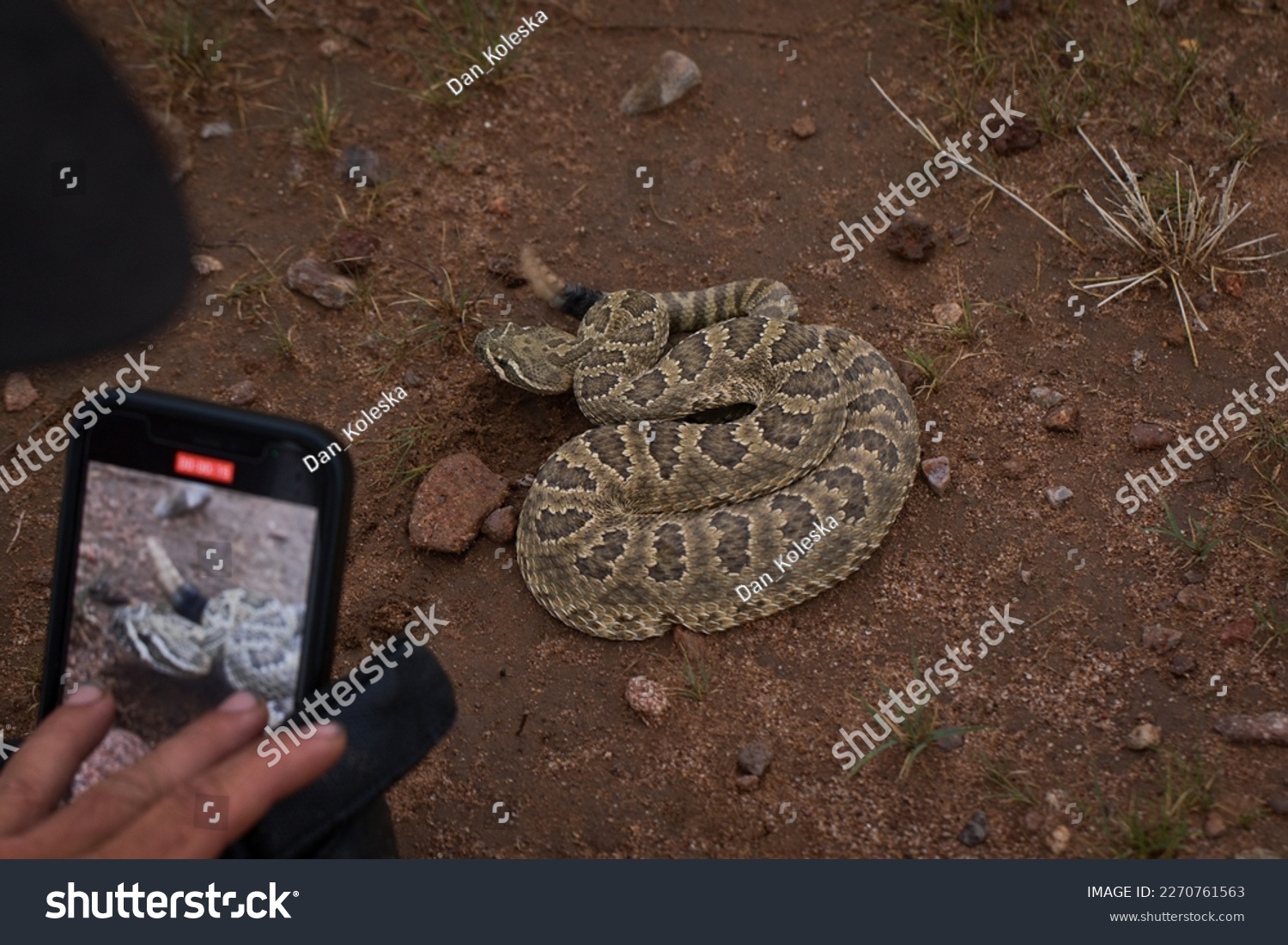 Mojave rattlesnake (Crotalus scutulatus) from S Arizona, USA #2270761563