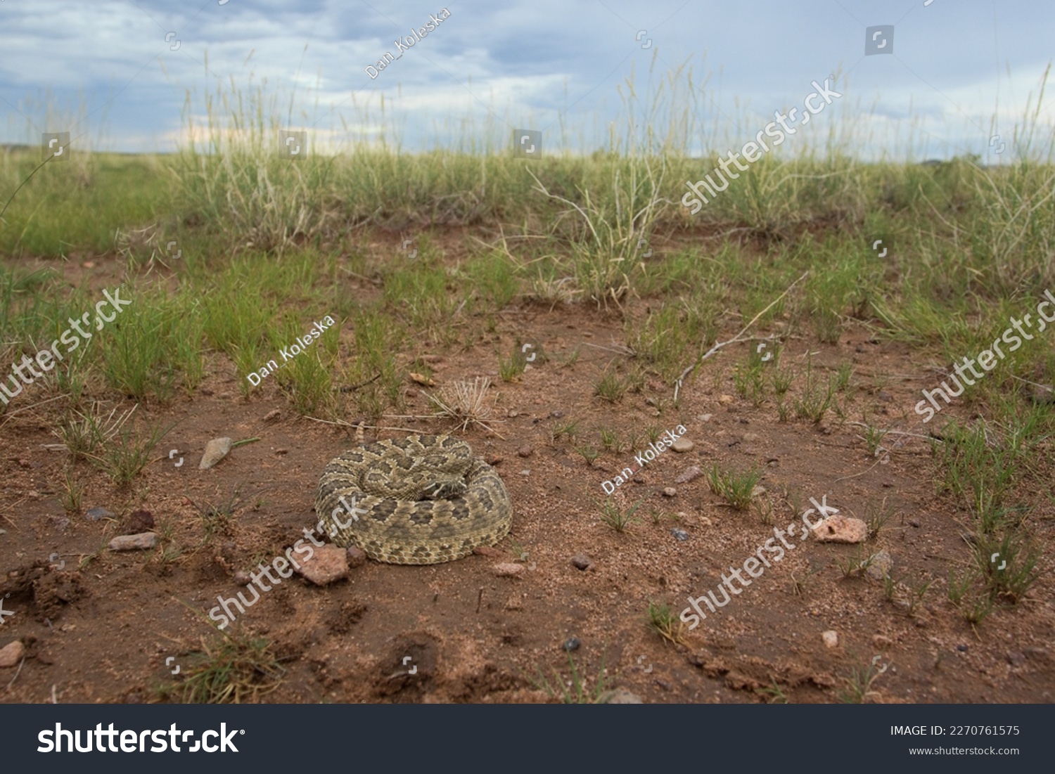Mojave rattlesnake (Crotalus scutulatus) from S Arizona, USA #2270761575