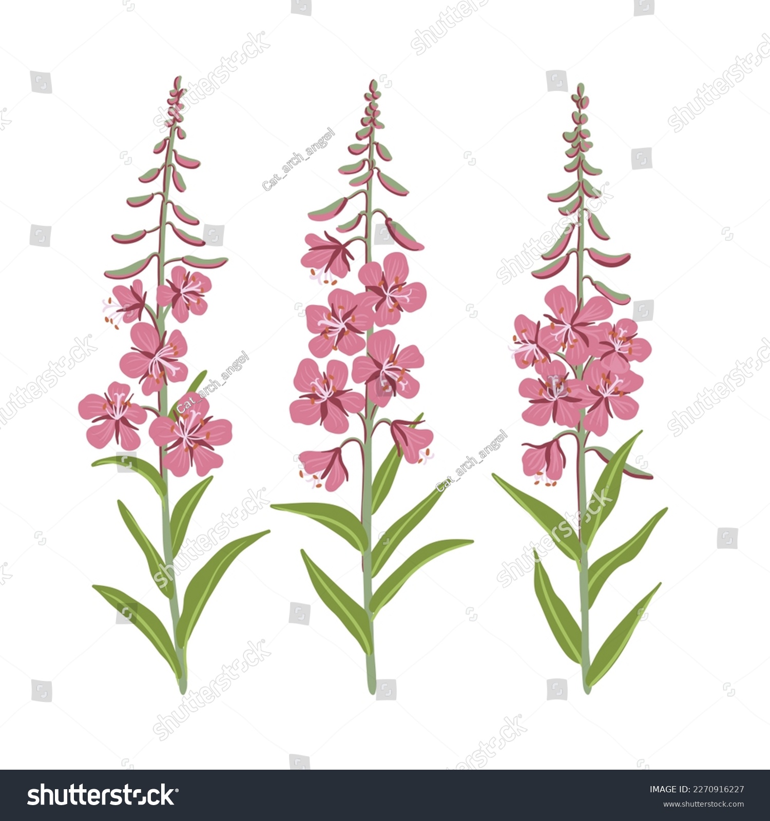 willowherb, fireweed, field flowers, vector - Royalty Free Stock Vector ...