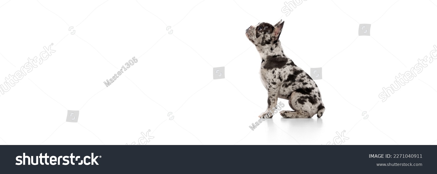 Studio image of purebred French bulldog in spotted color calmly sitting over white background. Concept of domestic animal, pet care, motion, action, animal life. Copy space for ad. Banner #2271040911
