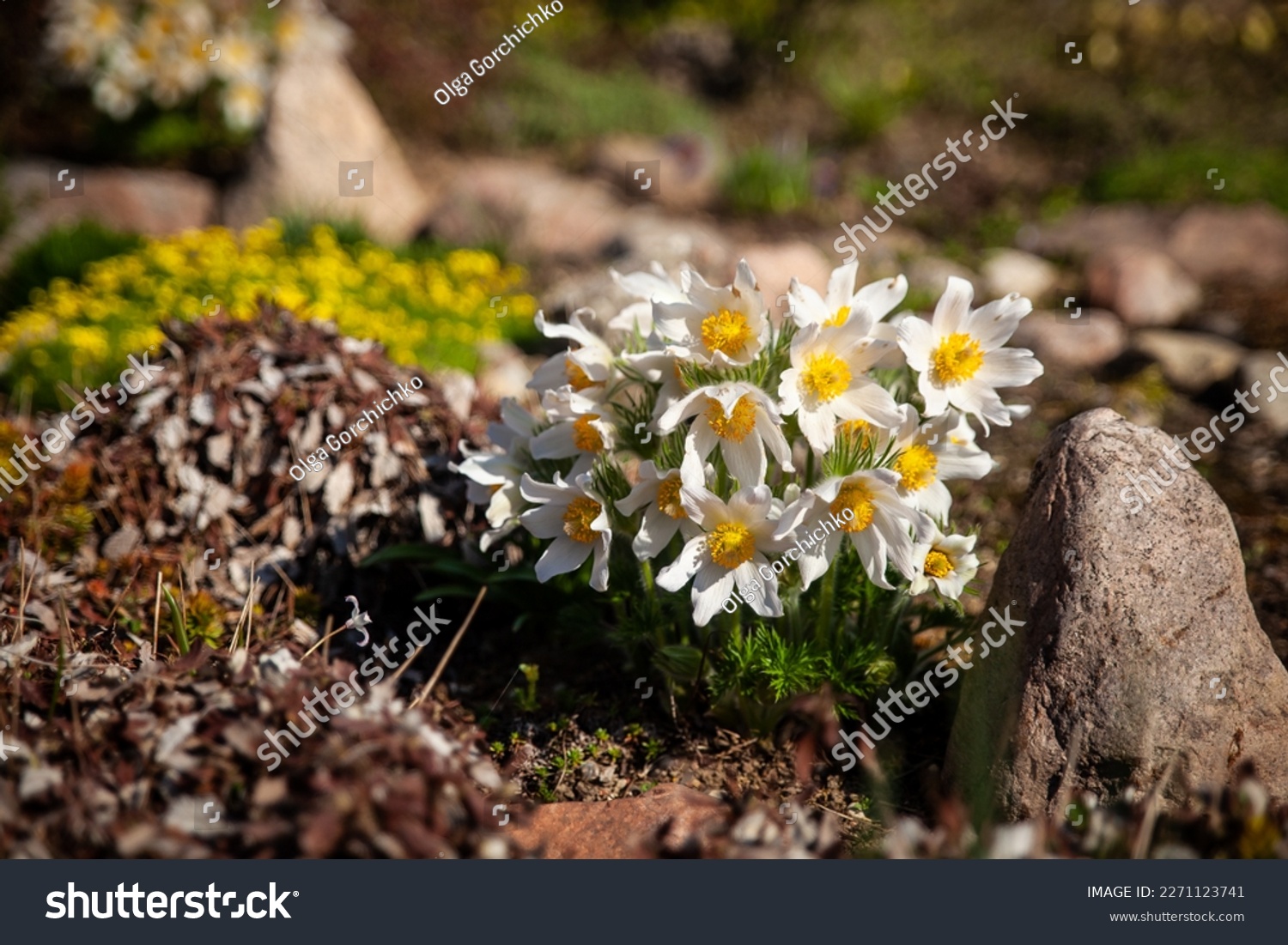 Pasque flower, beautiful spring flowers, Pulsatilla vulgaris. Spring garden, first spring flowers #2271123741