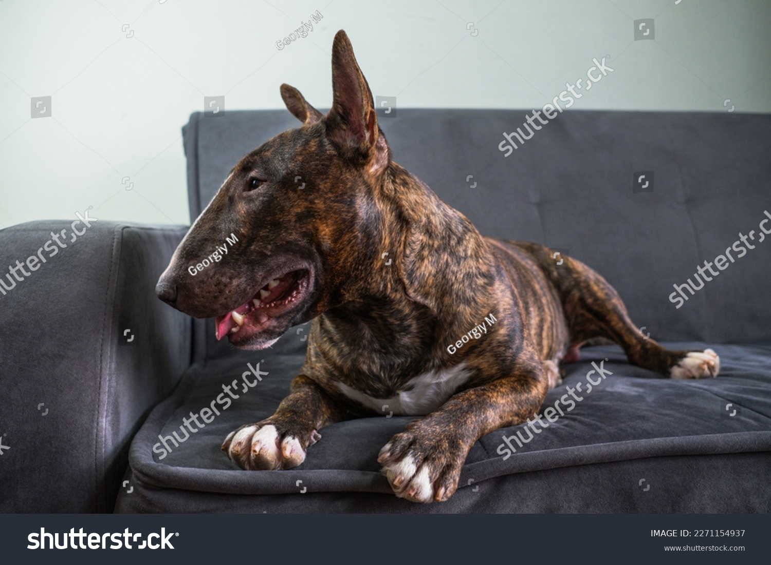 The English Bull Terrier portrait in a brindle color lies on the couch #2271154937