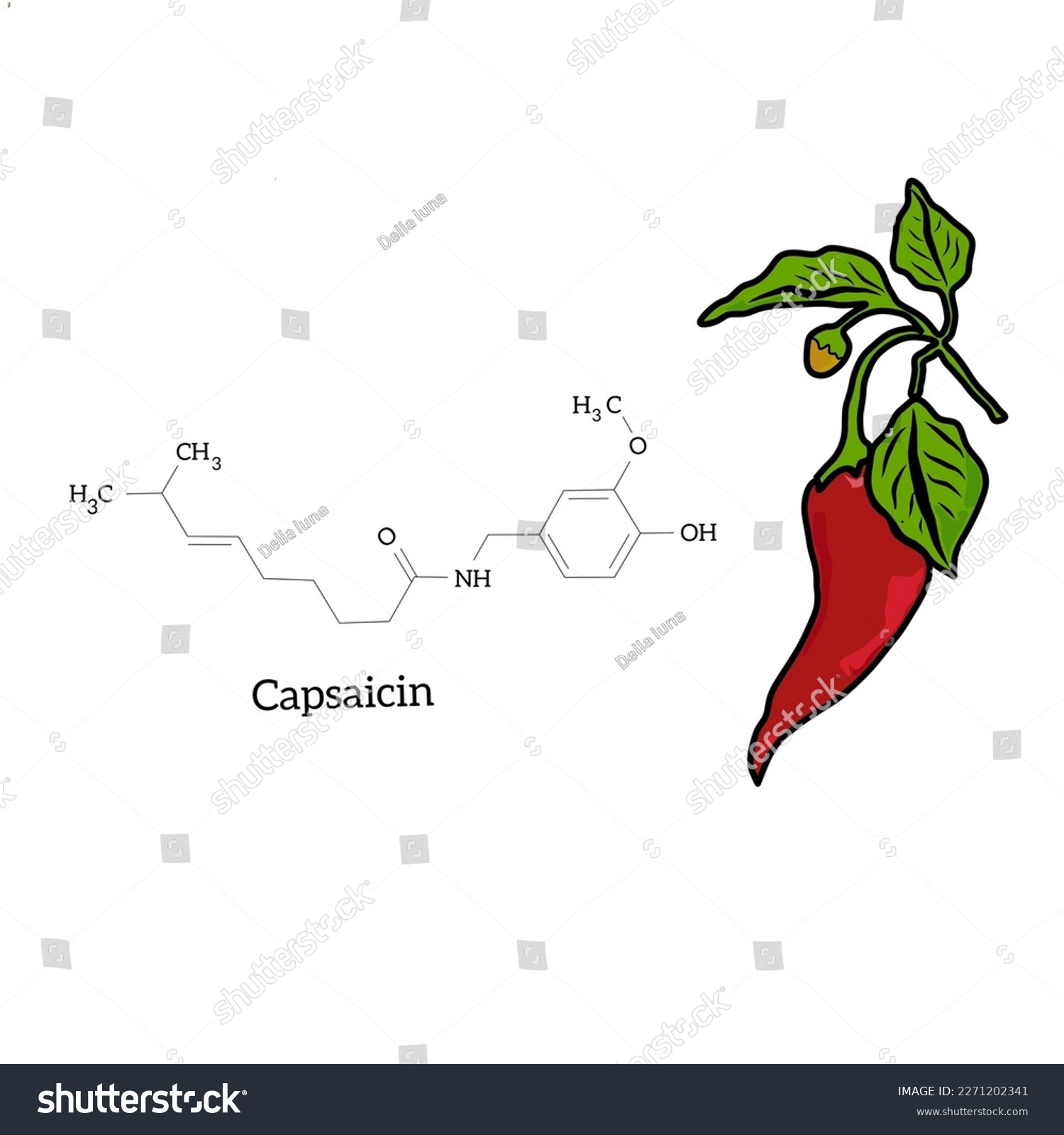 Chemical structure of capsaicin, chemical - Royalty Free Stock Vector ...