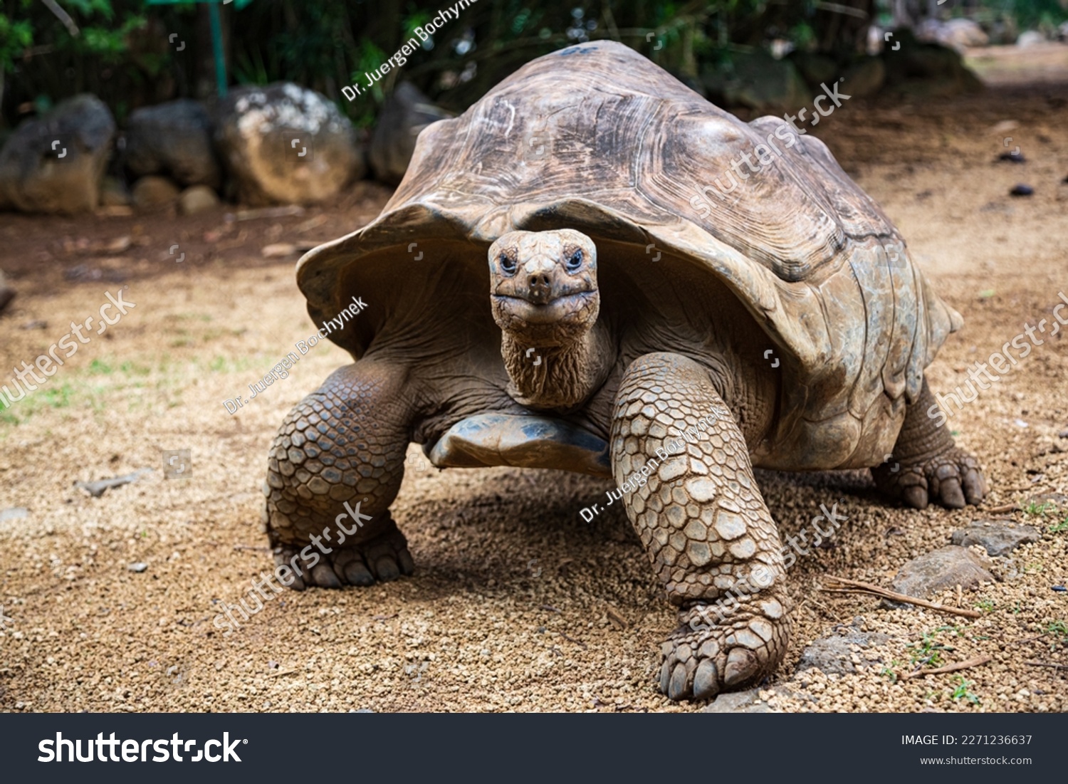 Aldabra giant tortoise Aldabrachelys gigantea in La Vanille Nature Park, Savanne, Mauritius #2271236637