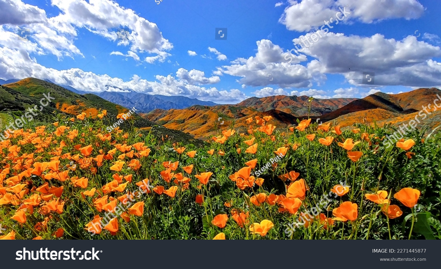 Orange County California Poppies Super Bloom  #2271445877