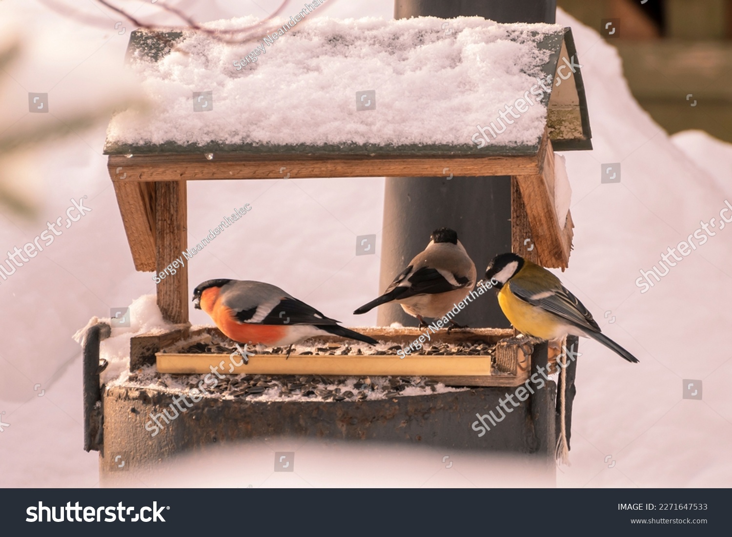 The bullfinch is sitting in the feeder. Help people feed birds in winter #2271647533
