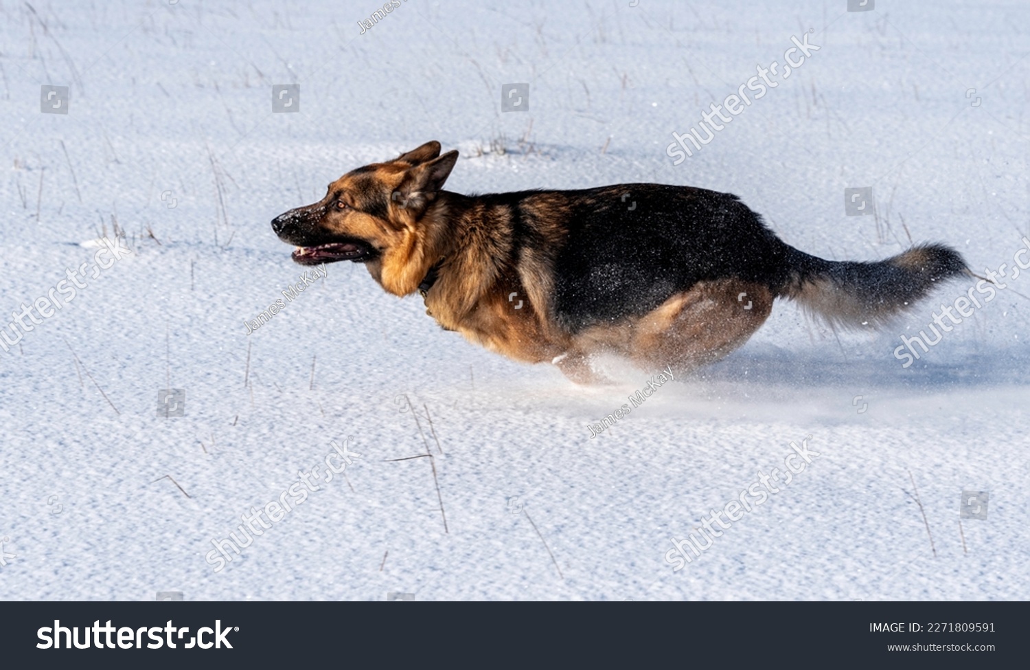A German Shepherd dog running playing in the snow. #2271809591