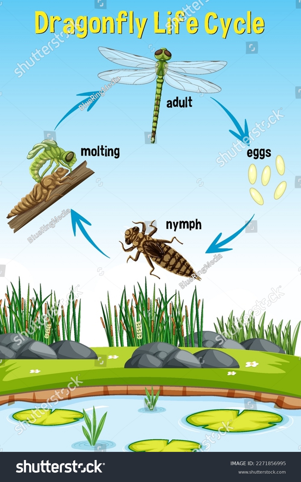 Dragonfly Life Cycle Infographic illustration - Royalty Free Stock