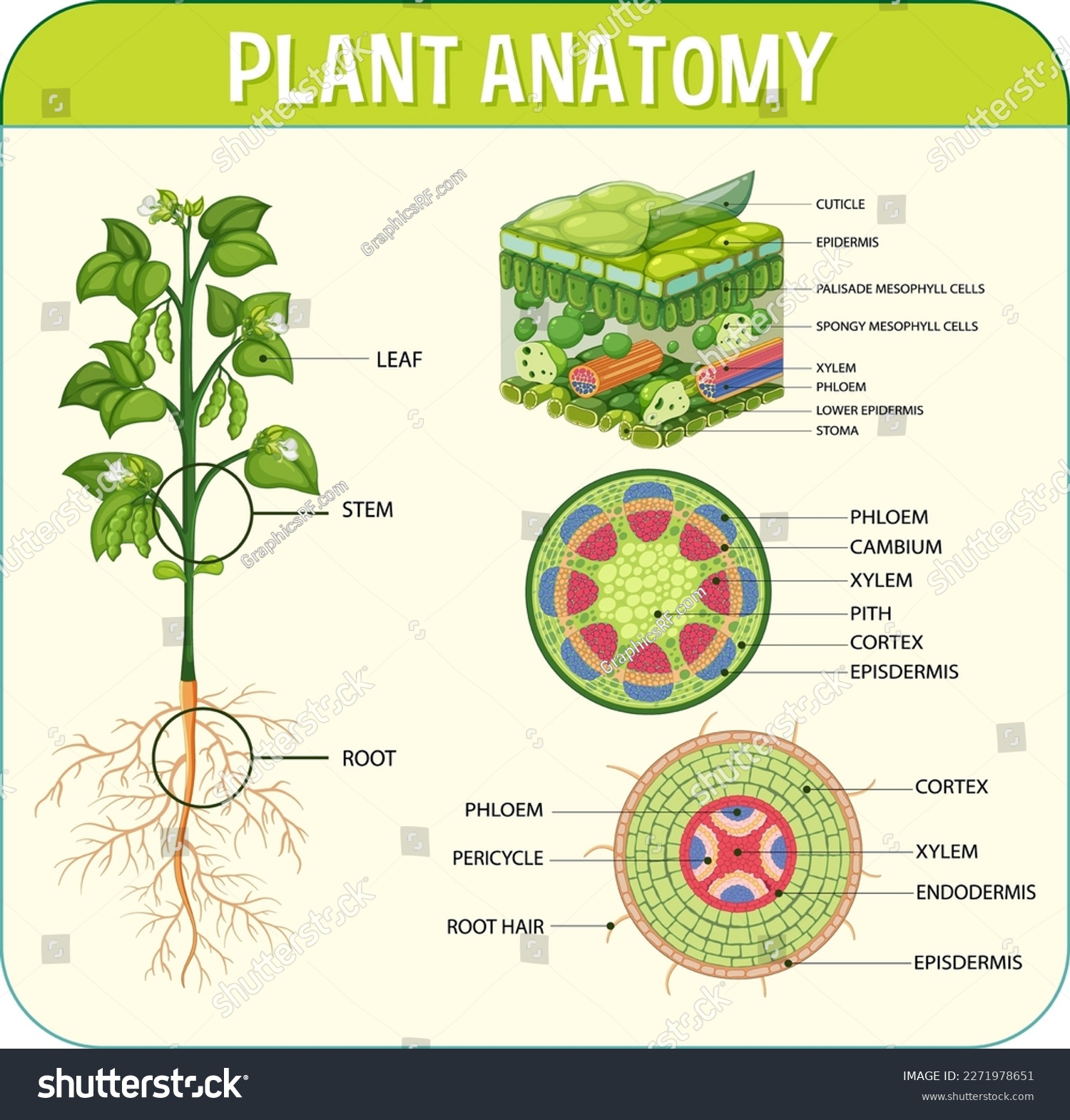 Internal structure of leaf diagram illustration - Royalty Free Stock ...