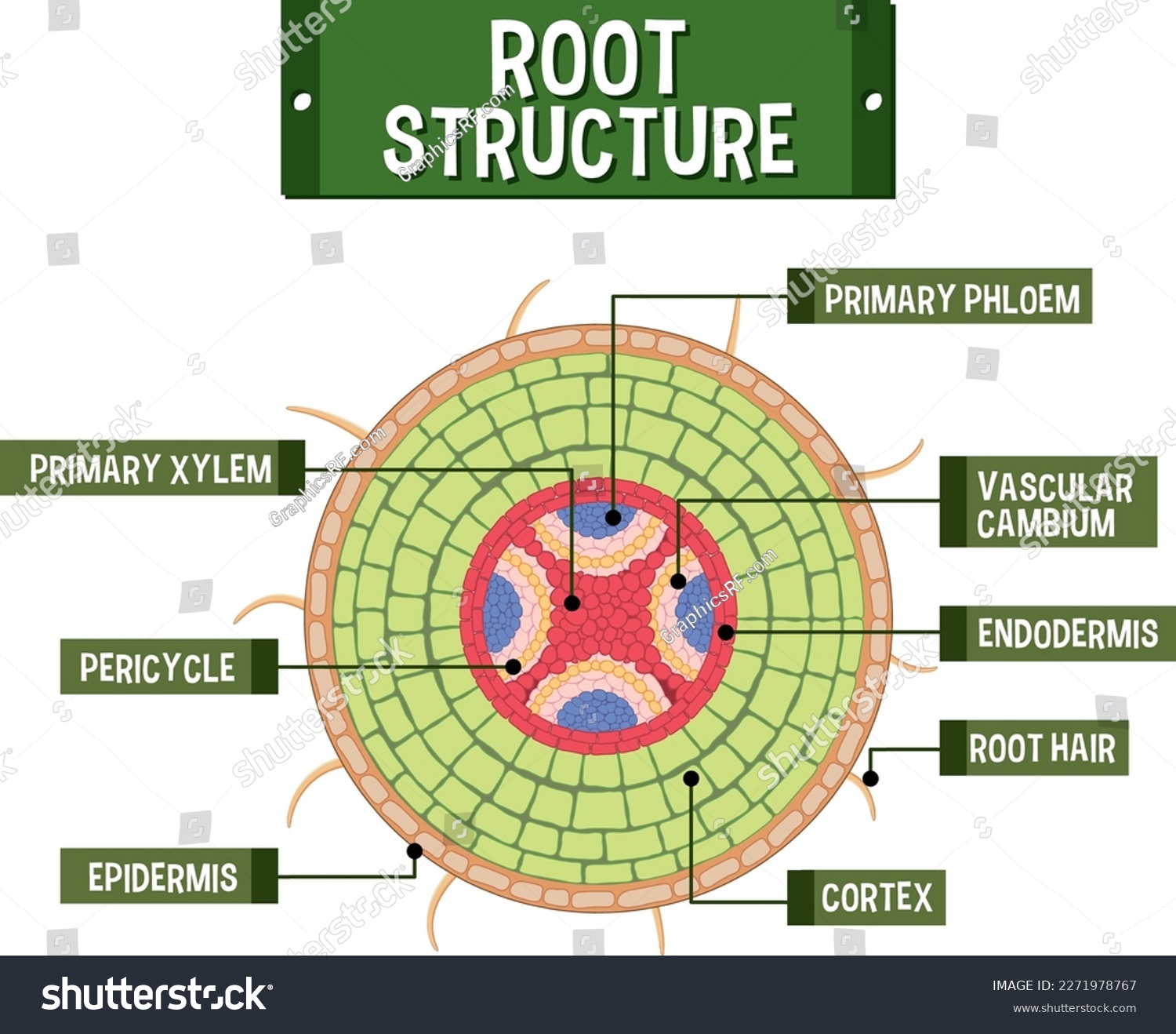 Internal structure of root diagram illustration - Royalty Free Stock ...