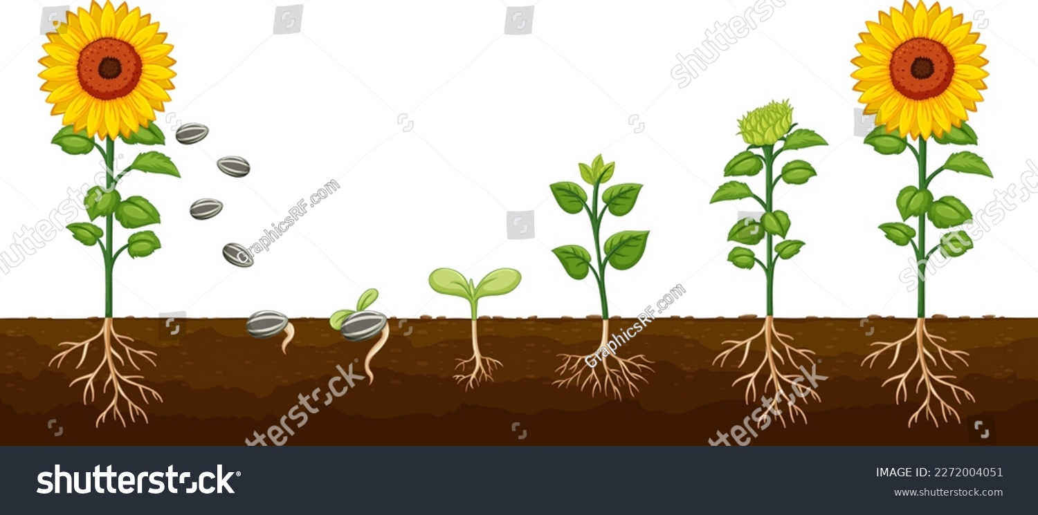 Life Cycle of a Sunflower Plant Diagram for Science Education illustration #2272004051
