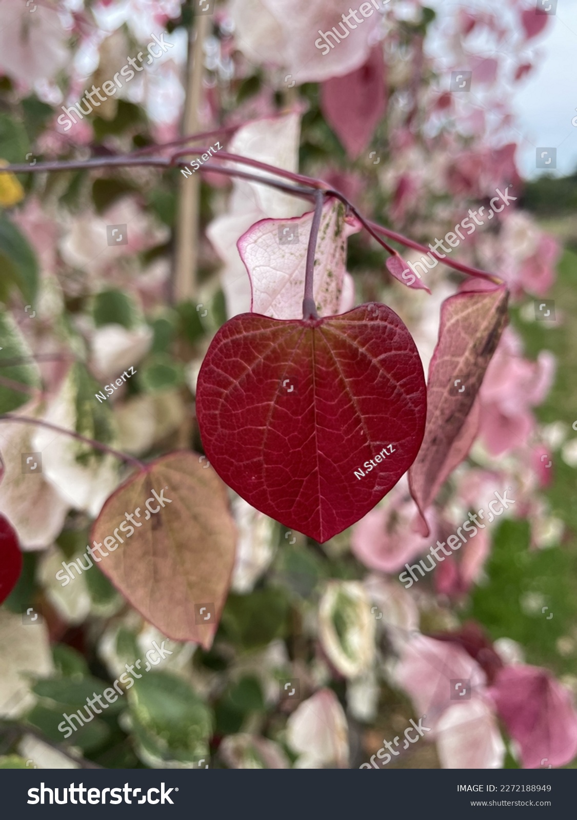 Cercis canadensis Carolina Sweetheart, tree with nice colorful leaves #2272188949