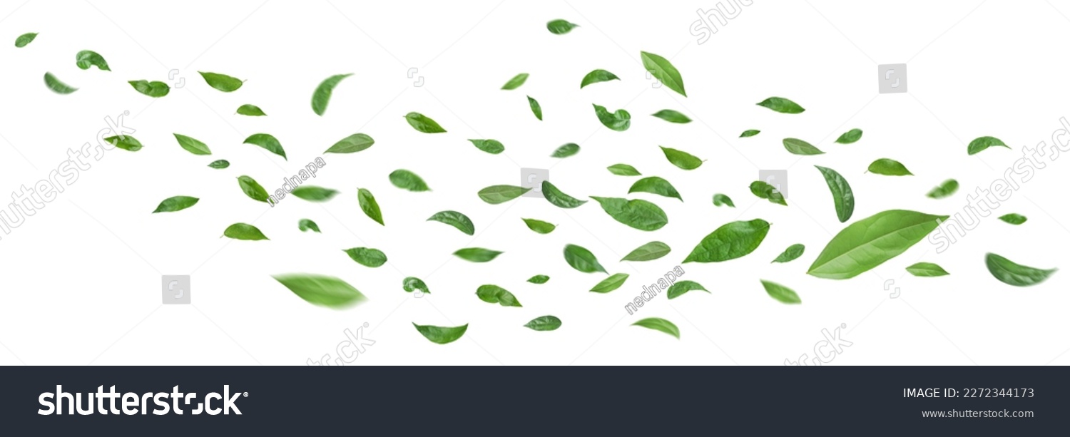 Green leaves flying in the air isolated on white background.Day of clean air. #2272344173