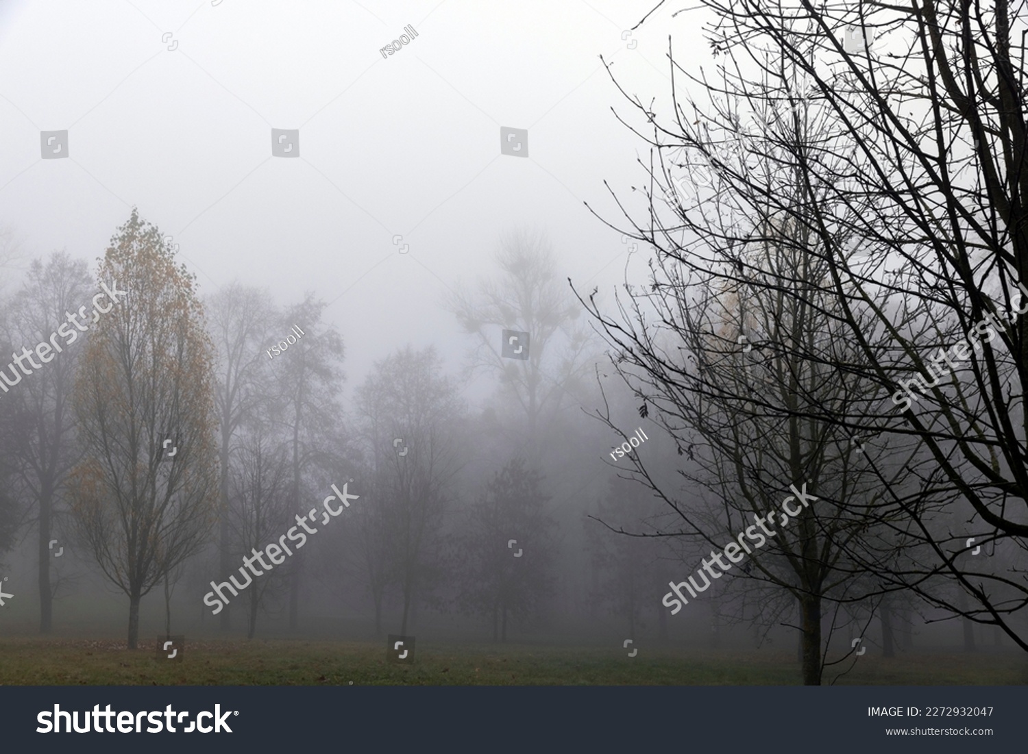 Bare deciduous trees in autumn cold weather, cloudy weather in late autumn #2272932047