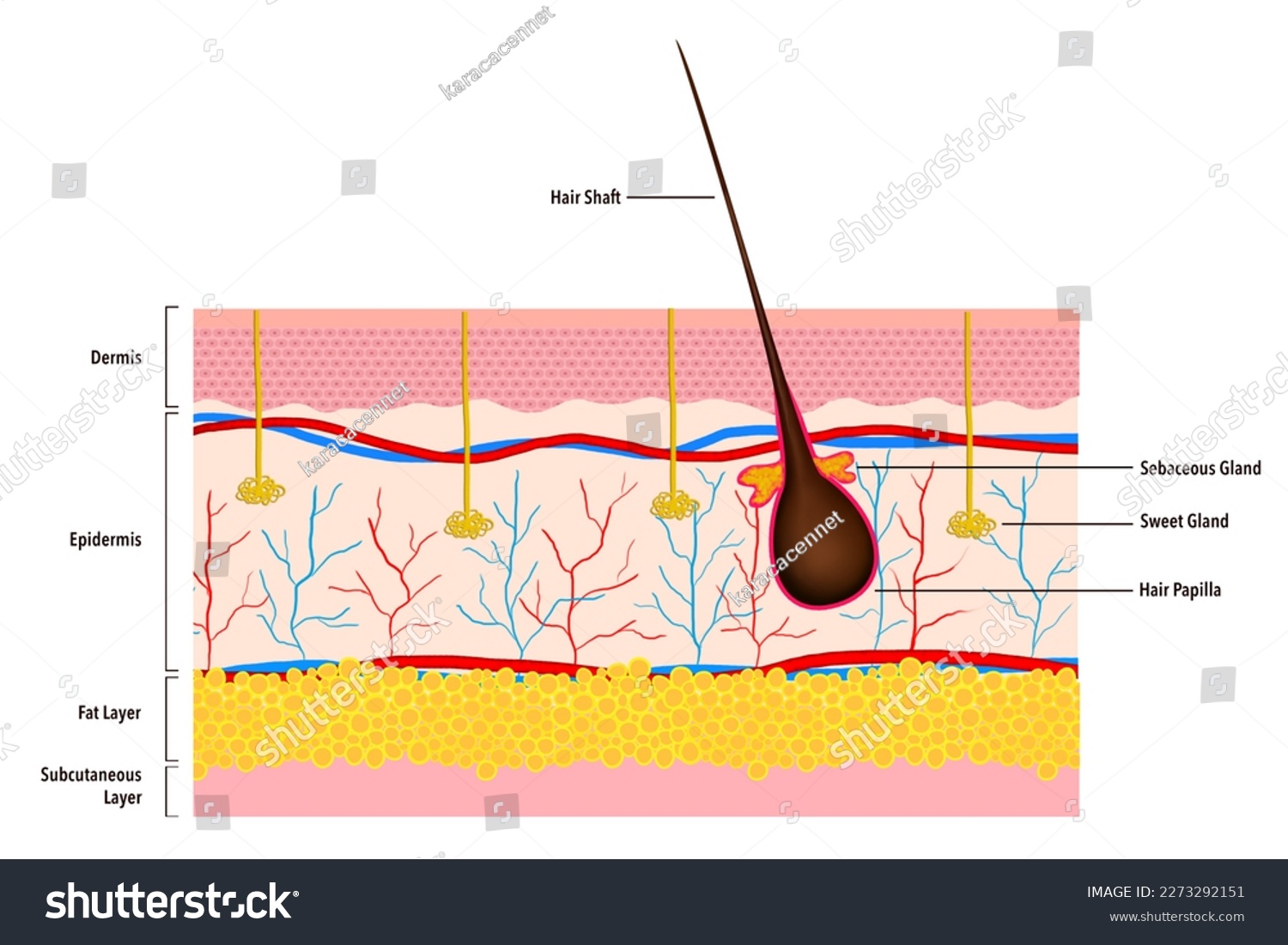 The layers of Skın Medical illustration - Royalty Free Stock Photo ...