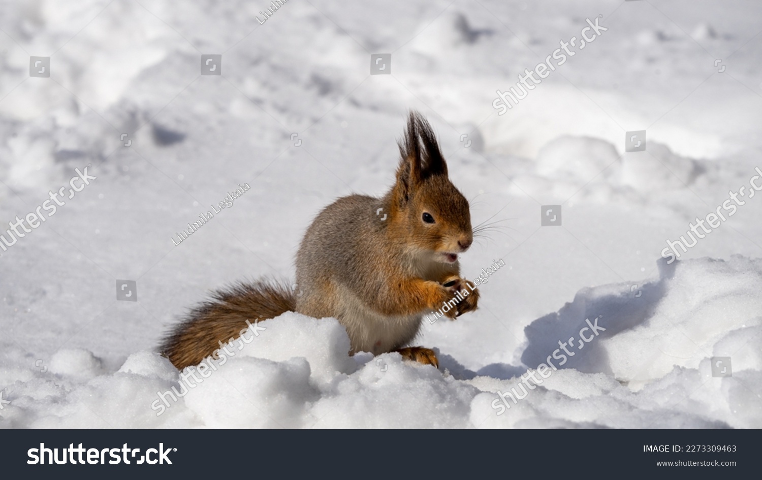 Eurasian squirrel (Sciurus vulgaris) eating a hazelnut in a winter forest. #2273309463