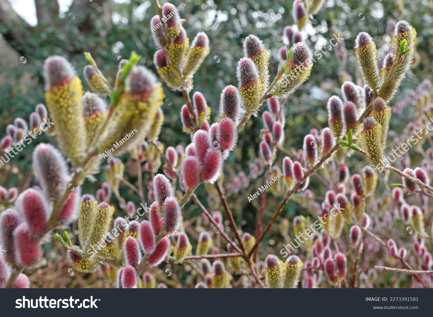 The red catkins of Salix gracilistyla 'Mount AsoÕ.  #2273391581