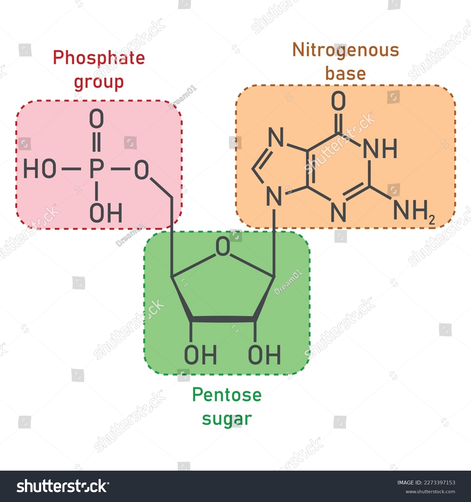 Chemical structure of DNA nucleotide. Three - Royalty Free Stock Vector ...