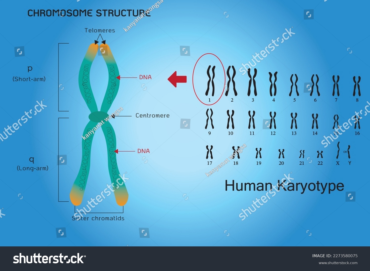 Human Karyotype And Chromosome Structure With Royalty Free Stock Vector 2273580075 0016