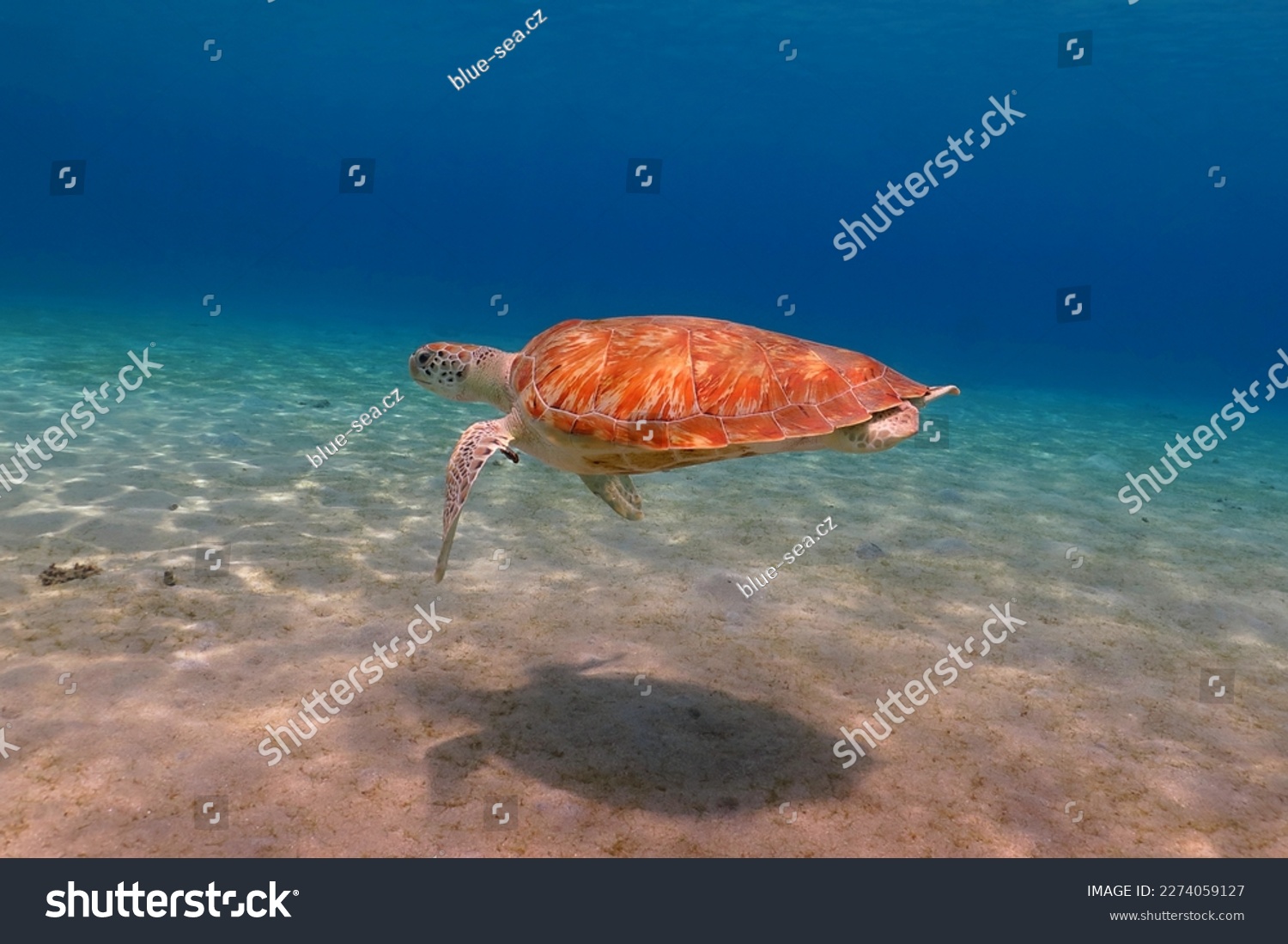 Sea turtle in the shallow vivid blue ocean with sandy seabed. Swimming aquatic wild animal, underwater photography from scuba diving with the sea turtles. Tropical marine life picture. #2274059127