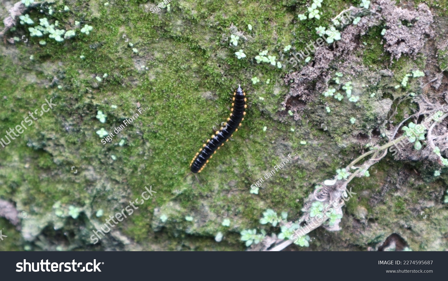 Millipedes, luing, luwing, or keluwing are arthropods that have two pairs of legs per segment. Millipedes are an order of invertebrate members belonging to the phylum Arthropoda, class Myriapoda. #2274595687