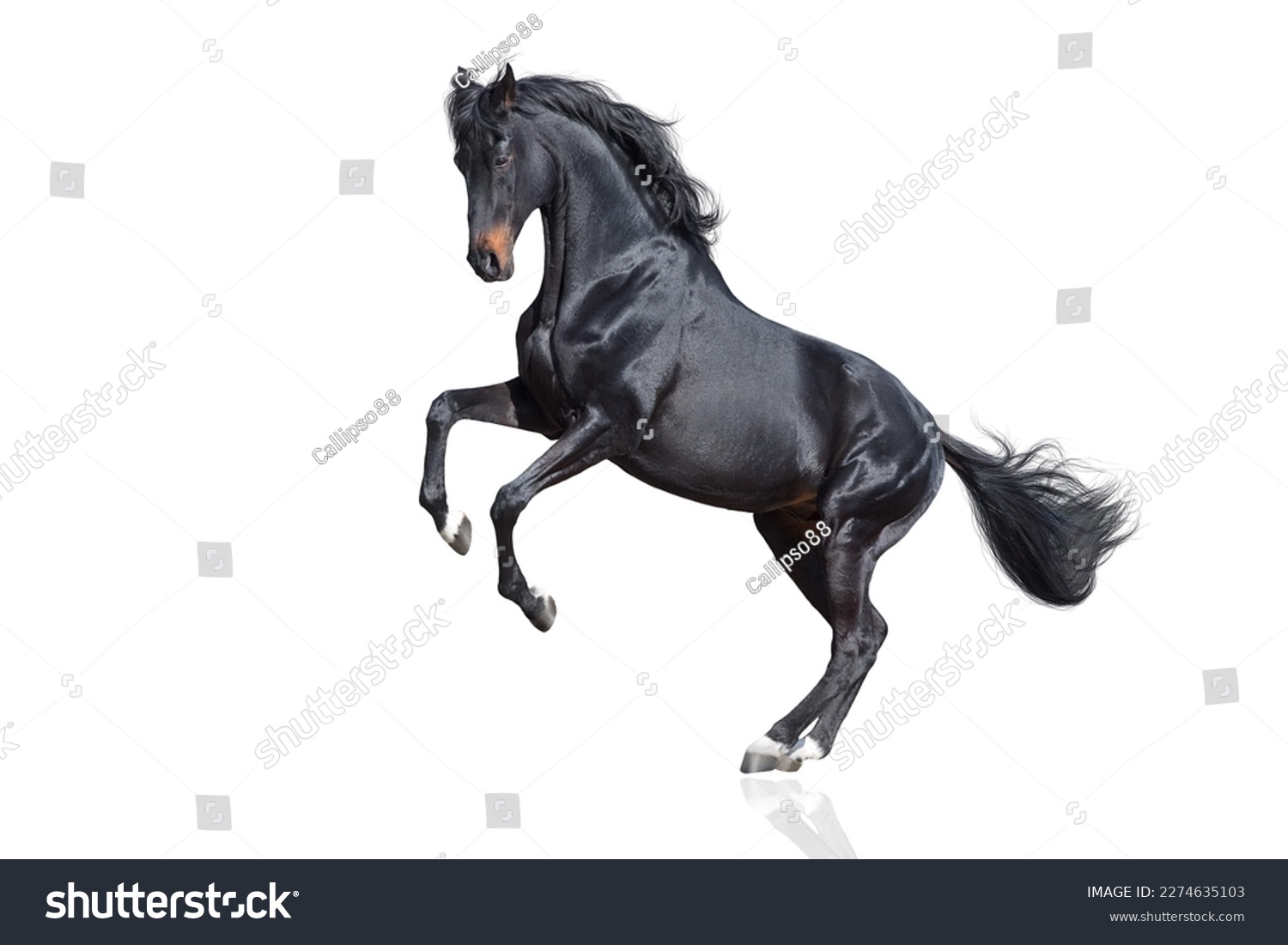 Black Horse rearing up isolated on white background #2274635103