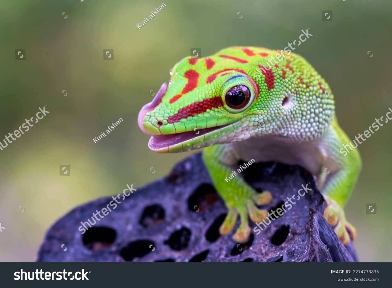 Beautiful Madagascar giant day gecko closeup on dry bud, Madagascar giant day gecko  closeup #2274773835