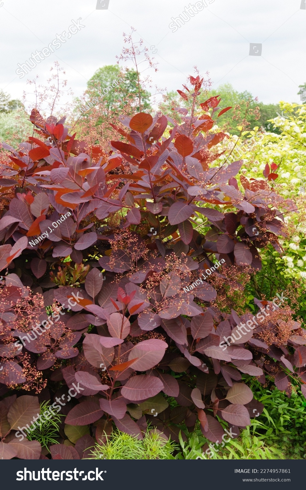 'Grace' smokebush or smoketree (Cotinus 'Grace') in flower, also showing its red foliage (leaves) #2274957861