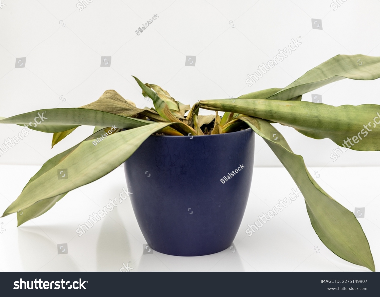 Sansevieria Trifasciata moonshine snakeplant dying plant #2275149907
