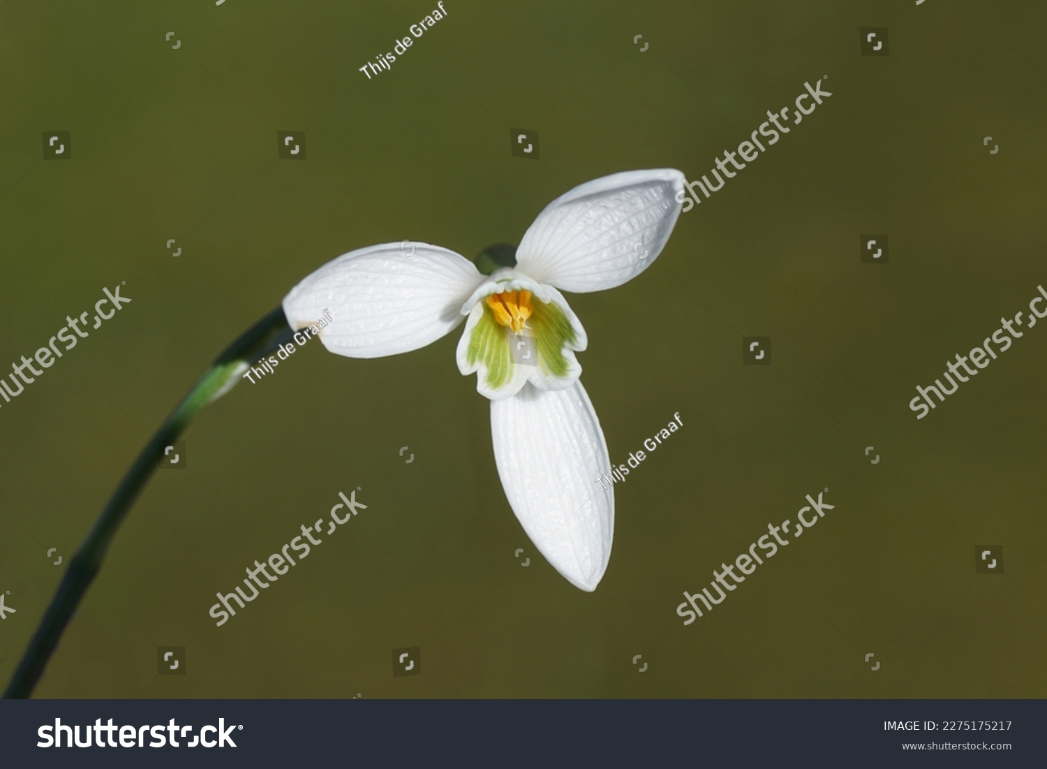 Closeup flower, stamens and pistil of common snowdrop (Galanthus nivalis). Faded green lawn in the background. Bulbous perennial herbaceous plants, family Amaryllidaceae. Winter, March, Netherlands    #2275175217