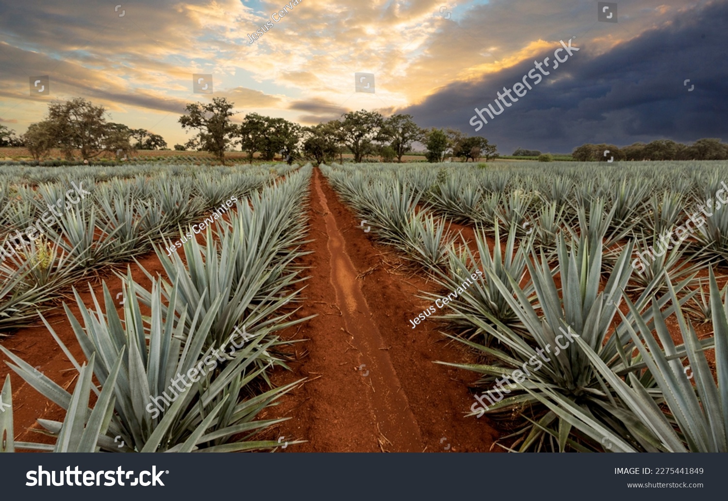 Landscape of agave plants to produce tequila. Mexico. #2275441849