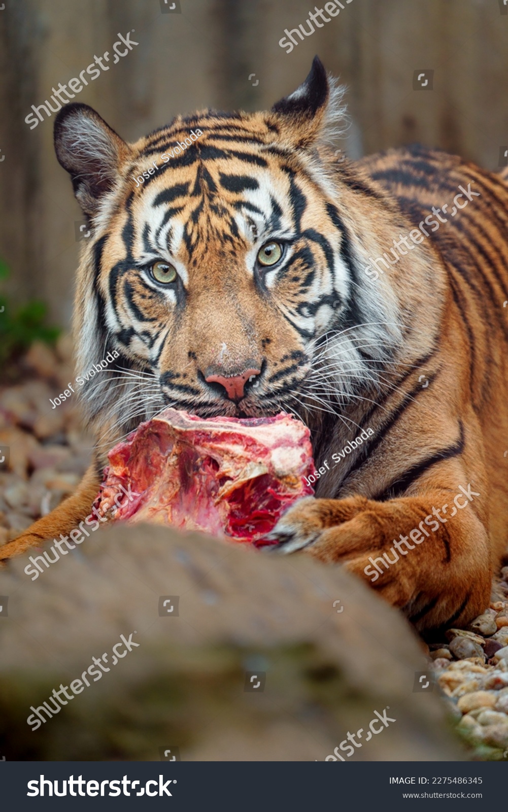 Sumatran tiger eating meat in zoo #2275486345