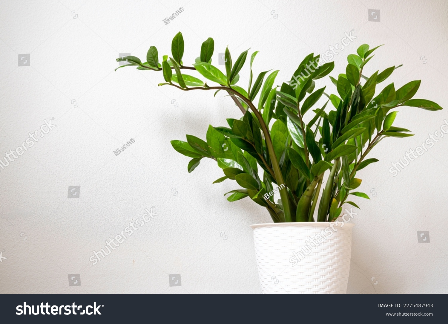 Houseplant Zamioculcas on white flowerpot, this plant also known as Zanzibar gem. Suitable for decorating your home and office. #2275487943