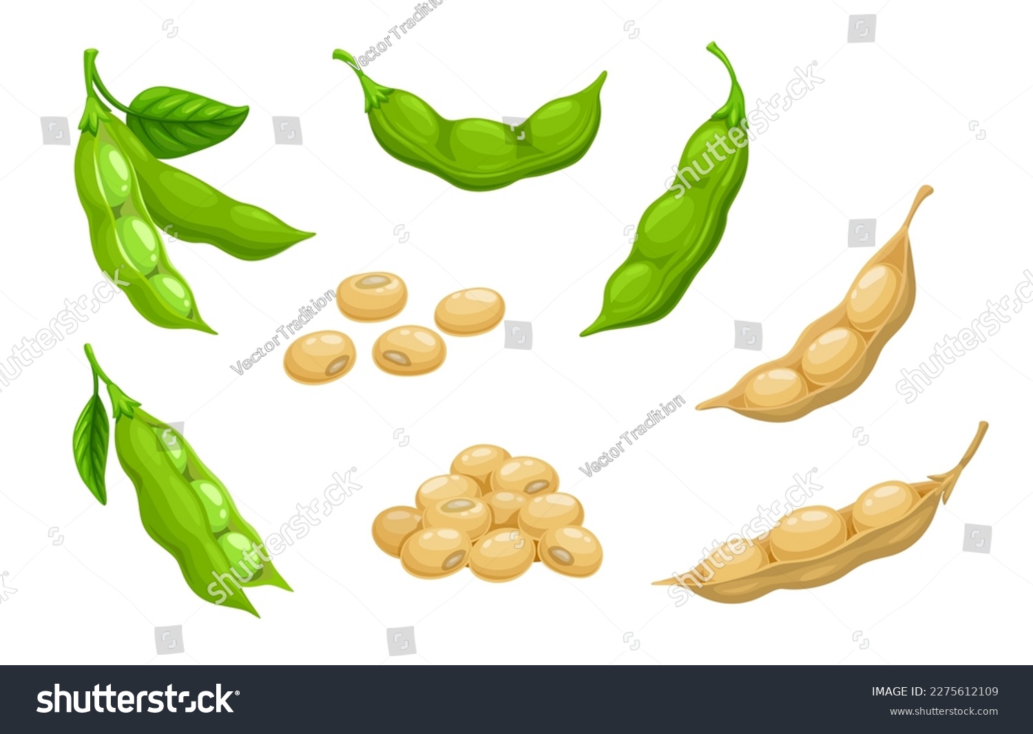 Raw soy, soybeans pods isolated vector set. Green fresh and dry bean husk with seeds and leaves, soya natural vegetable plant. Healthy food cartoon soybeans, organic veggies, harvest #2275612109