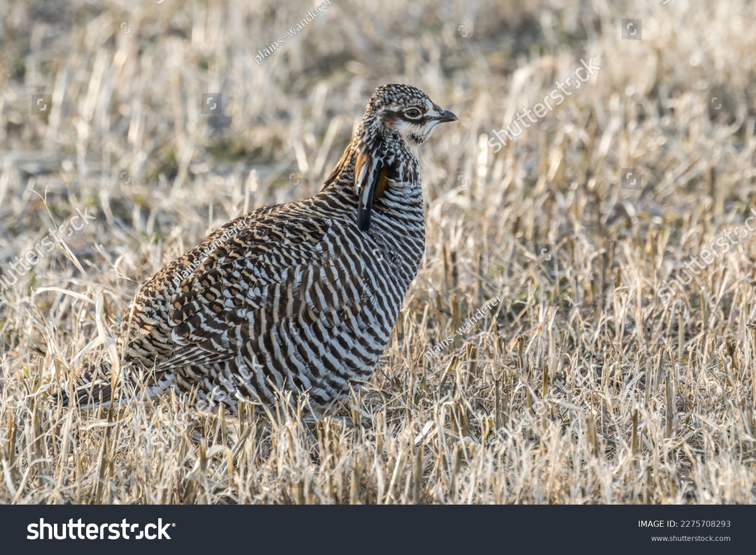 An adorable Greater Prairie-chicken Tympanuchus cupido resting among grass stubbles #2275708293