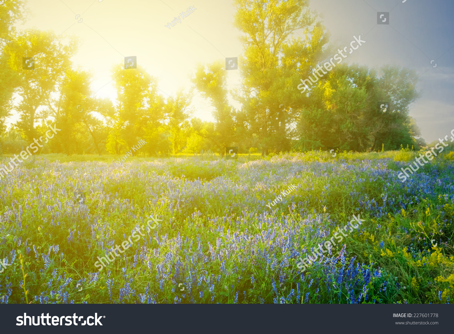 flowered forest glade at the sunset #227601778