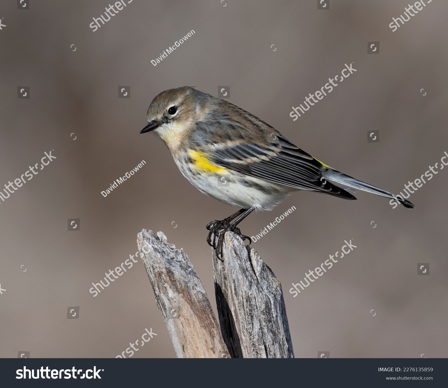 Yellow Rumped Warbler on a perch #2276135859