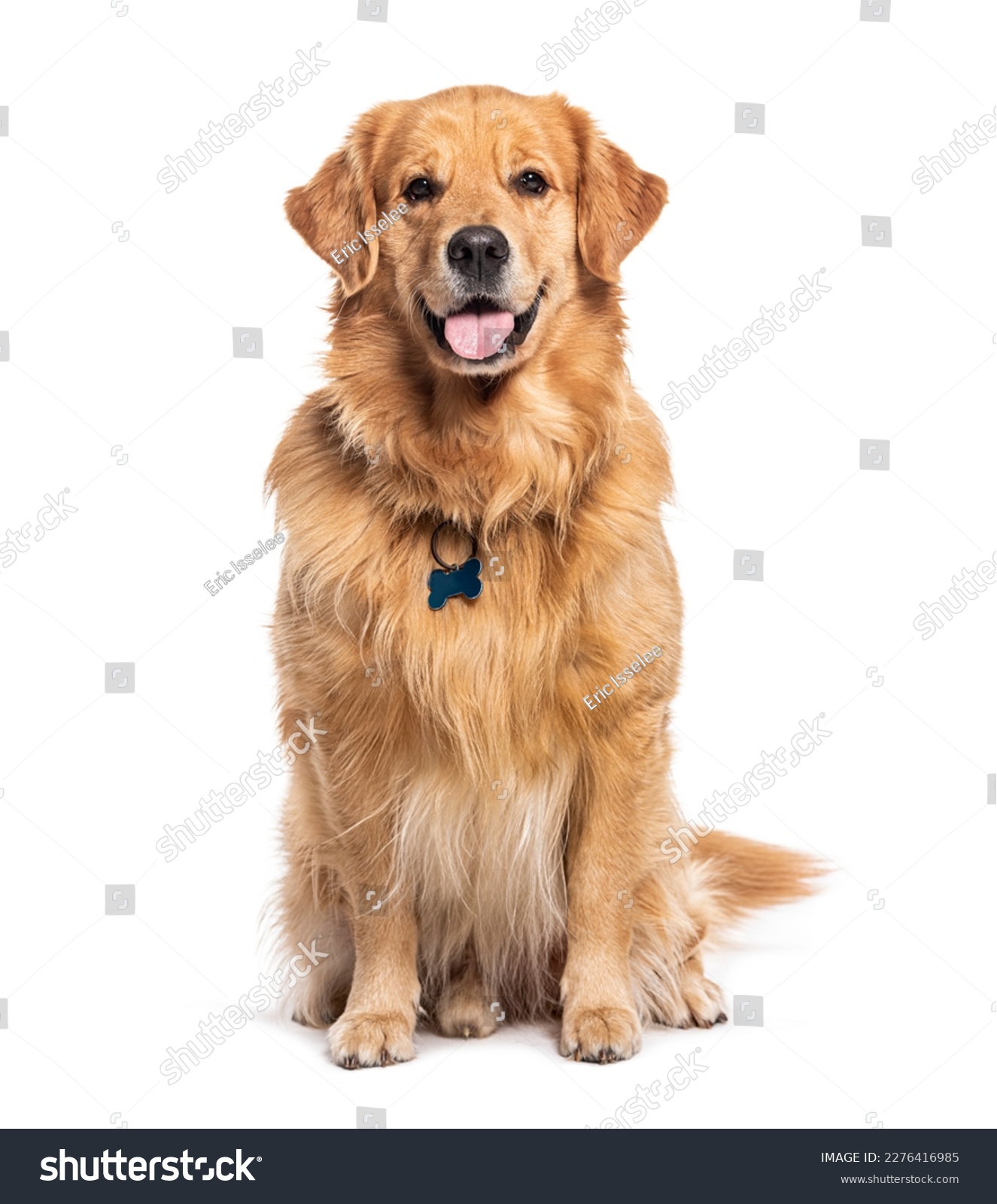 Happy sitting and panting Golden retriever dog looking at camera, Isolated on white #2276416985